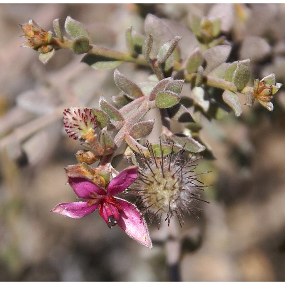 4x Weleda Tandpasta Ratanhia - Afbeelding 3